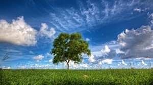 field, sky, tree - wallpapers, picture