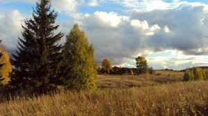 campo, autunno, erba, secco, prato, prato, abete rosso, alberi - wallpapers, picture