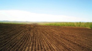 campo, tierra cultivable, líneas, rangos, agricultura