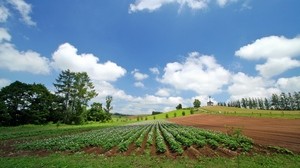 field, plantation, summer, culture, economy, ranks - wallpapers, picture