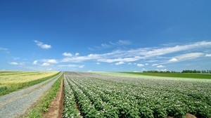 field, plantation, agriculture