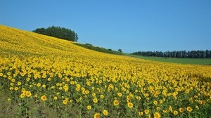 field, sunflowers, summer, slope, economy, culture