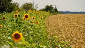 field, sunflowers, grass, sky
