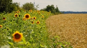 campo, girasoles, hierba, cielo