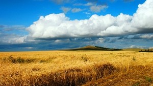 field, wheat, autumn, harvesting, Kazakhstan, Petropavlovsk, heaven, cloud, distance, boundless