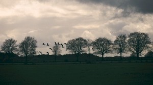 campo, uccelli, alberi, crepuscolo, nuvole - wallpapers, picture