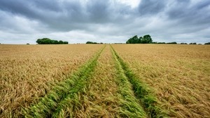 fält, råg, spikelets, gröda, landskap