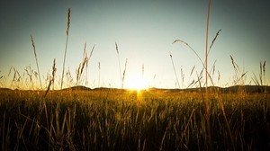 field, rye, sunset