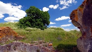 campo, ruinas, árbol