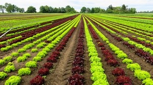 field, salad, cultivation, vegetables