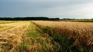 field, agriculture, Ukraine