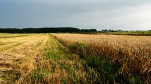 campo, agricoltura, Ucraina - wallpapers, picture