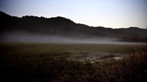 field, grayness, swamp, fog