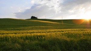 field, the sun, light, rye, summer, sunset