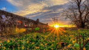 field, grass, flowers, sunset