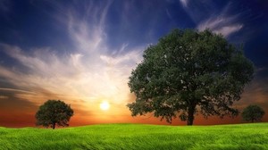 field, grass, trees, wind, evening - wallpapers, picture