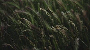 field, grass, spikelets, vegetation