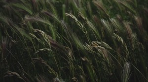 Feld, Gras, Ährchen, Vegetation