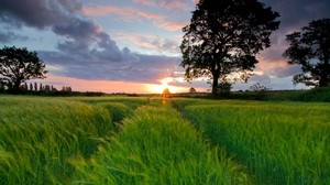 campo, erba, estate, alberi