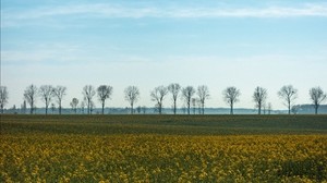 field, grass, sky, flowers, trees, summer