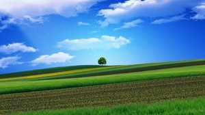 field, grass, sky, tree, beautiful - wallpapers, picture