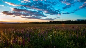 fält, gräs, himmel, sommar, solnedgång