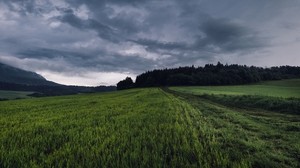 field, grass, path, cloudy