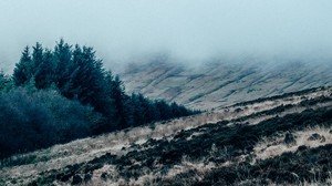 field, grass, fog, cloudy - wallpaper, background, image