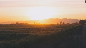 fält, gräs, solnedgång