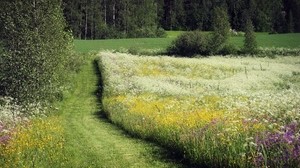 field, grass, flowers, summer, trees, track, June