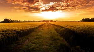 fält, stig, solnedgång, horisont