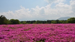 field, flowers, pink, summer