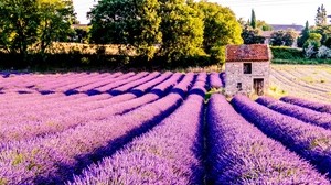 field, flowers, lilac, core, France - wallpapers, picture