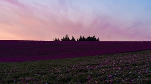 field, flowers, bloom, hill, trees - wallpapers, picture