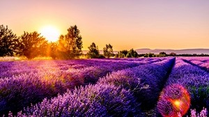 field, flowers, sunset, core, France