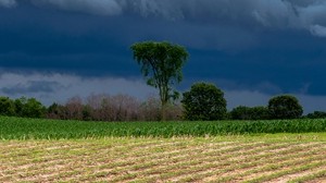 field, clouds, trees, thunderstorm, landscape