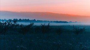 field, fog, dawn, grass, landscape, forest