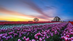 field, tulips, multi-colored, flowers, trees, evening, sunset, sky, clouds