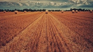 田野，农作物，小麦，干草，草