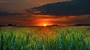 field, sunset, clouds