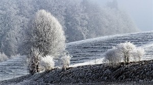 field, winter, hoarfrost, snow, trees