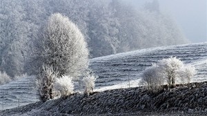 campo, inverno, brina, neve, alberi