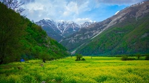 空き地、山、花、風景