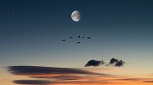 full moon, birds, desert, starry sky - wallpapers, picture