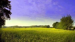 glade, blommor, sommar, träd