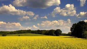 radura, fiori, estate, alberi, nuvole