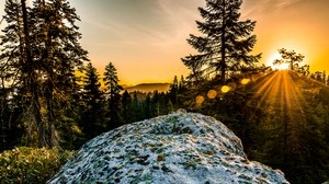 hillock, trees, sunlight, snow - wallpapers, picture