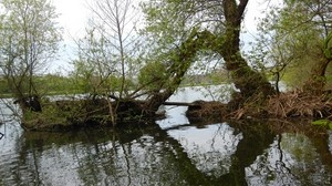 池塘，树木，小岛，自然 - wallpapers, picture