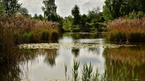 pond, trees, plants, landscape