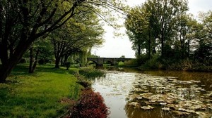 pond, water lilies, trees, bridge, shore, park
